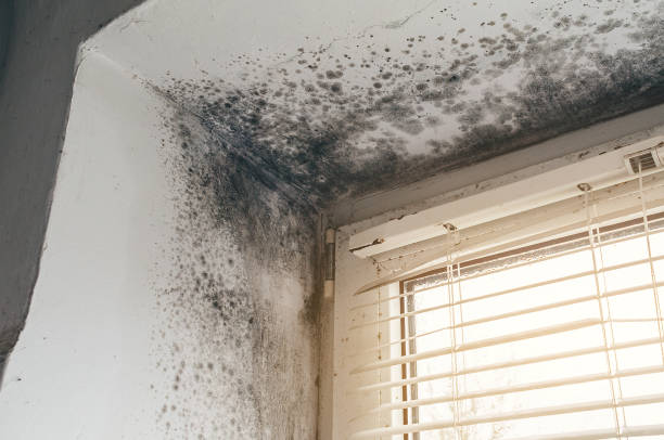 Affordable Attic Mold Remediation solutions in Dolphin, VA