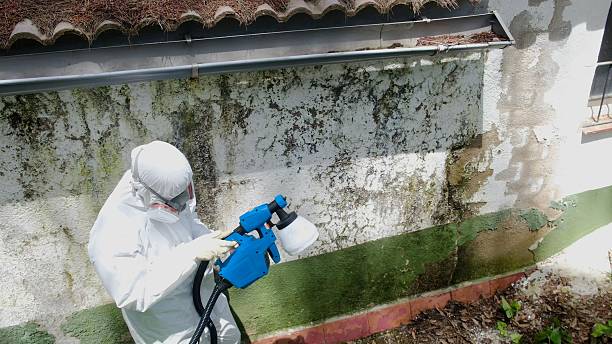 Top rated local Attic Mold Remediation specialists in Dolphin, VA